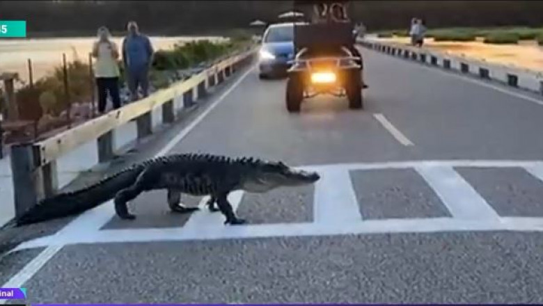 Aligator filmat în timp ce traversează pe trecerea de pietoni