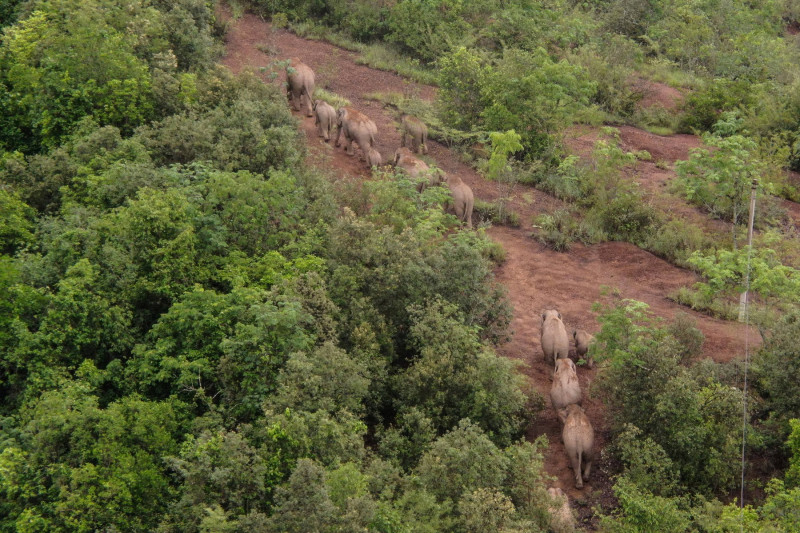 Turmă de elefanți care călătorește prin China, ghidată de un grup de pompieri forestieri