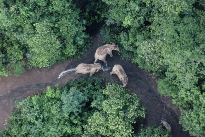 Trei elefanți urmăriți din dronă în timpul migrației turmei de 14 elefanți prin China în 2021