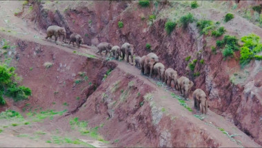 Turmă de elefanți care călătorește pe marginea unei zone muntoase în timpul unei călătorii lungi prin China în 2021