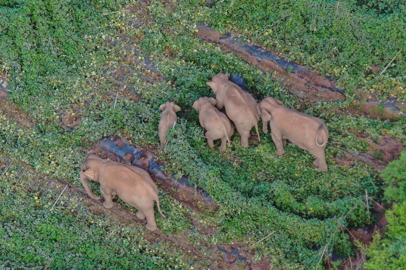 Grup de elefanți, inclusiv pui, într-o zonă de vegetație