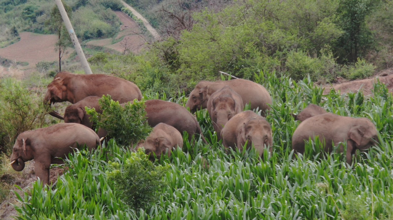 Elefanți prin frunziș