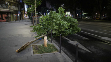 copac cazut pe o strada din capitala