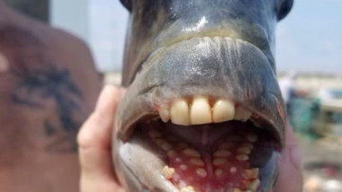 Pește cu dinți ca de om fotografiat din față
