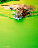 Tigru siberian intr-un lac plin de vegetatie