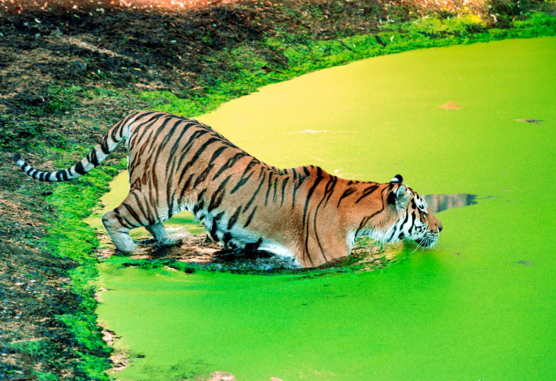 tigru-zoo-danemarca (2)