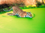 tigru-zoo-danemarca (4)