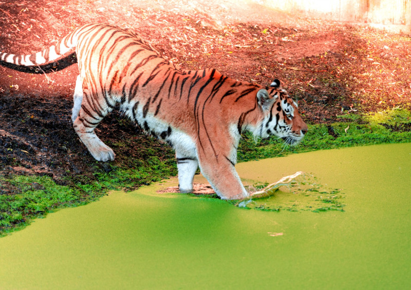 tigru-zoo-danemarca (5)
