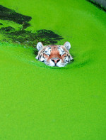 tigru-zoo-danemarca (10)