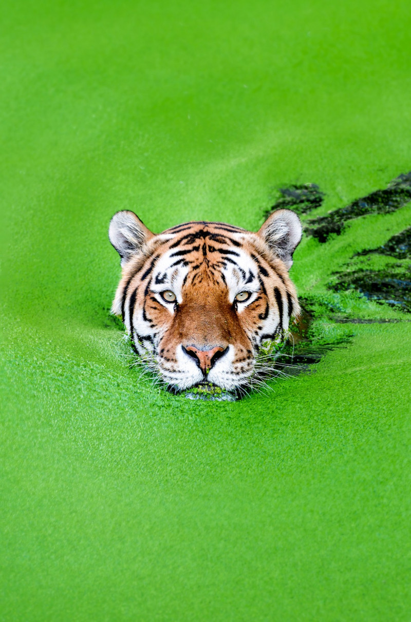 tigru-zoo-danemarca (7)