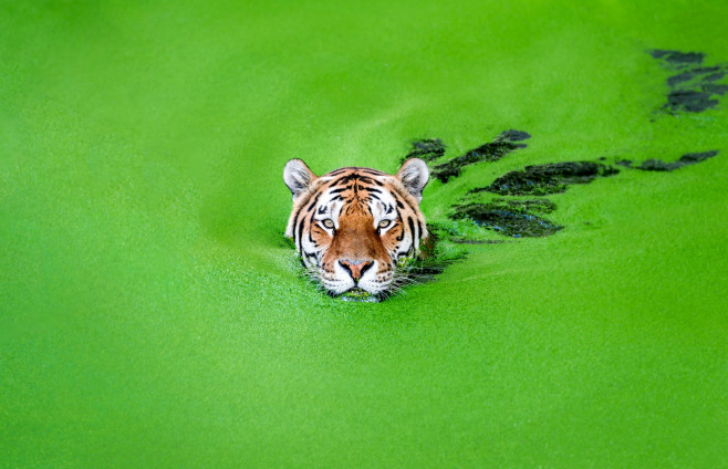 Tigru siberian intr-un lac plin de vegetatie
