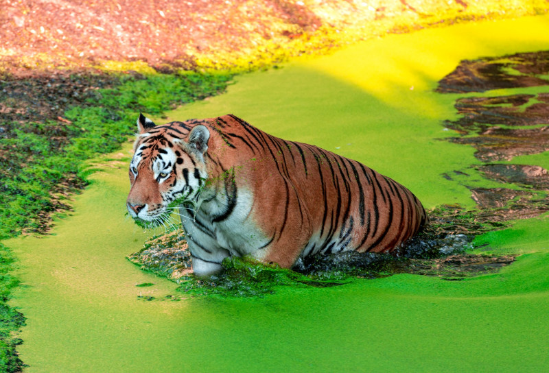 tigru-zoo-danemarca (11)