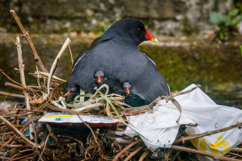 Wapping Canal, London, UK. 28th April 2021.Mother Moorhen protects her young in their nest, made from a mixture of aquatic plants and human discarded plastic bags and crisp wrappers, on an urban canal in Wapping, East London.Amanda Rose/Alamy Live News