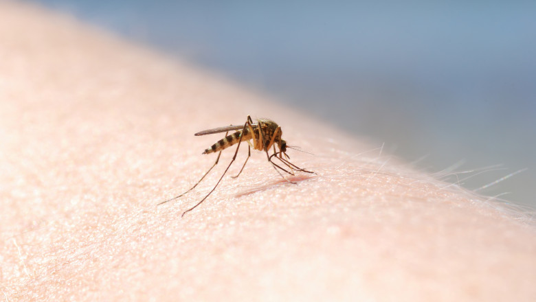  Nicușor Dan anunță măsuri împotriva țânțarilor, după ce a fost confirmat primul caz de infectare cu virusul West Nile în Capitală 