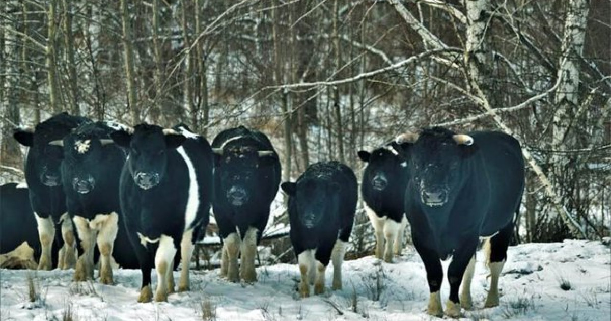 animali mutati chernobyl