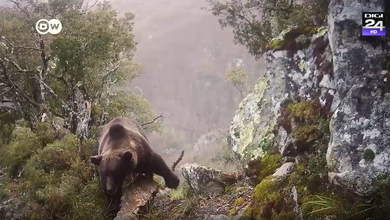 urs brun printre stanci pe munte