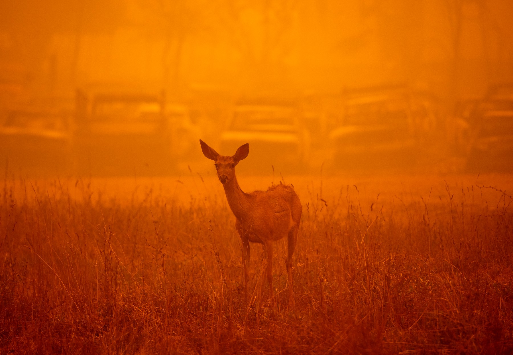 Dezastrul lăsat în urmă de incendiile de vegetație