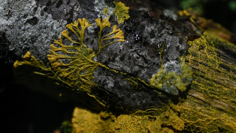 A picture taken on October 16, 2019 at the Parc Zoologique de Paris (Paris zoological gardens) shows a Physarum Polycephalum better known as a "Blob"