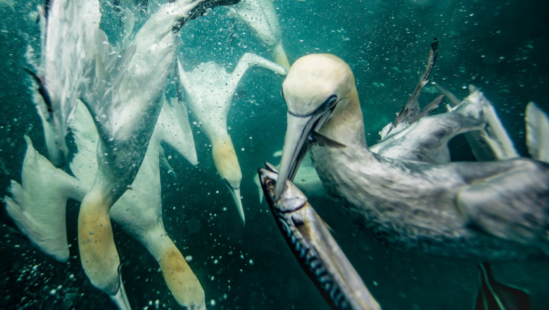 Corbii albi de mare se scufundă în apele reci ale Mării Nordului pentru a prinde pește.
