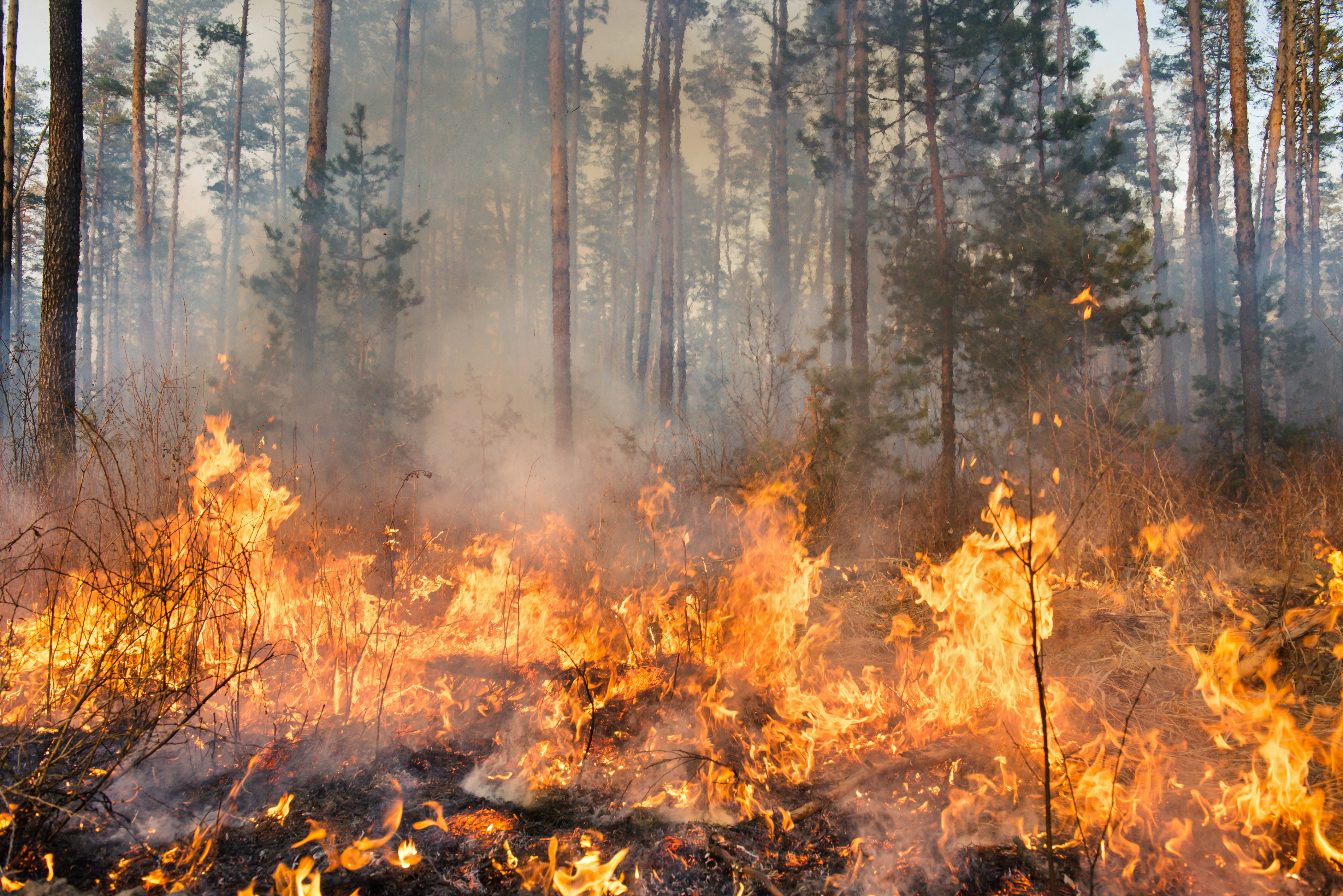 Peste 100 de incendii de vegetație în Bulgaria. Focul a distrus păduri și locuințe, spun autoritățile locale