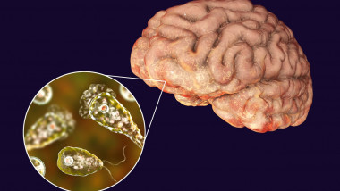 Naegleria fowleri, amiba care se hrănește cu creierul uman.