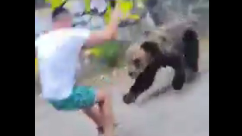Un urs se repede la un tânăr care s-a apropiat de el
