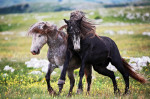 Wild horses fight for mating rights in the Cincar Mountains, Bosnia - June 2010