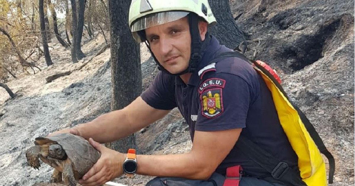 Ρουμάνοι πυροσβέστες έσωσαν μια χελώνα από τη μέση των πυρκαγιών στην Ελλάδα: Μπορεί να φαίνεται σαν μια μικρή χειρονομία, αλλά στην πλάτη είναι μια μεγάλη πράξη