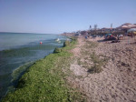 alge-litoral-fb3