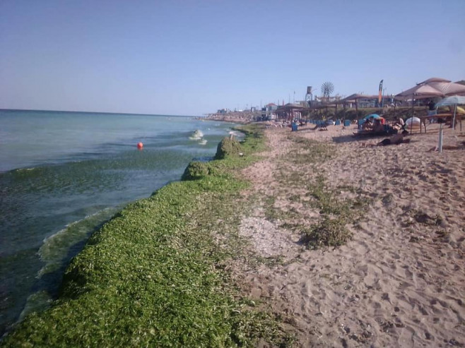 alge-litoral-fb3