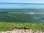 alge-litoral-fb5