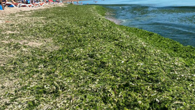 alge pe plaja