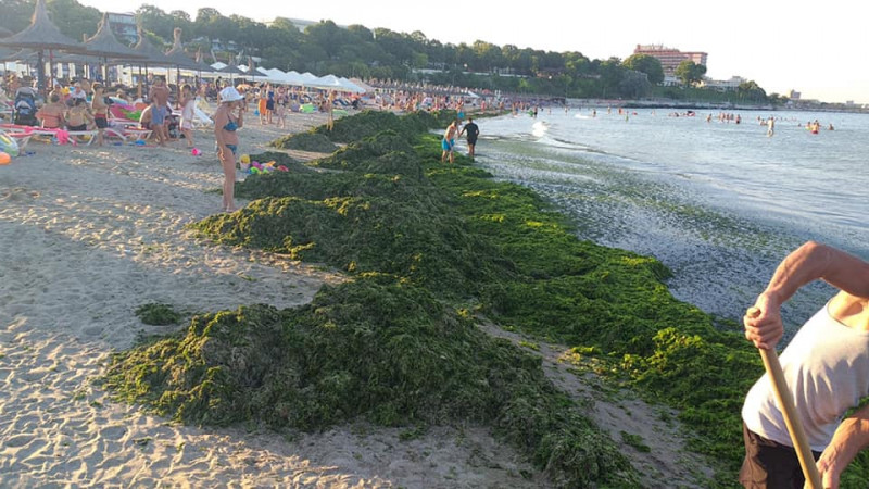 alge-litoral-fb1