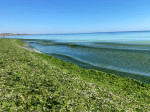 alge-litoral-fb