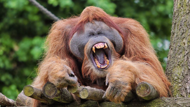 Orangutans at Leipzig Zoo, Germany - Jul 2015