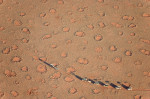 Namibia - The balloon ground crew tries to follow the flight direction of the hot-air balloon, crossing a sandy plain at the edge of the Namib Desert in the NamibRand Nature Reserve. The so-called 'Fairy Circles' are circular patches without any vegetatio