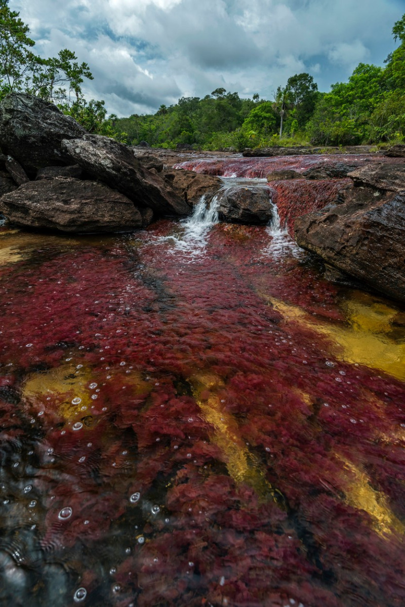 Cano Cristales, river with endemic red water plant,...