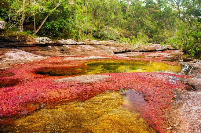 Cano Cristale, râul în cinci culori din Columbia.