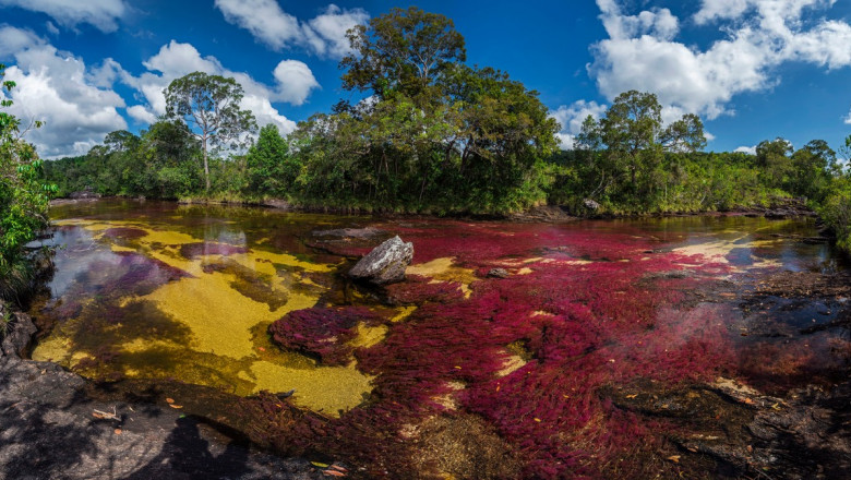 Cano Cristale, râul în cinci culori din Columbia.