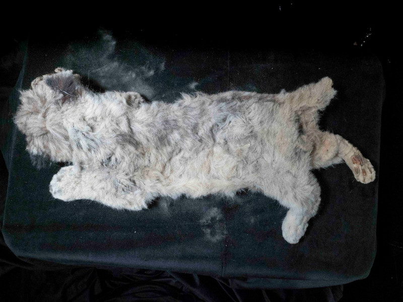 Fosilă de pui de leu de peșteră descoperită în SIberia