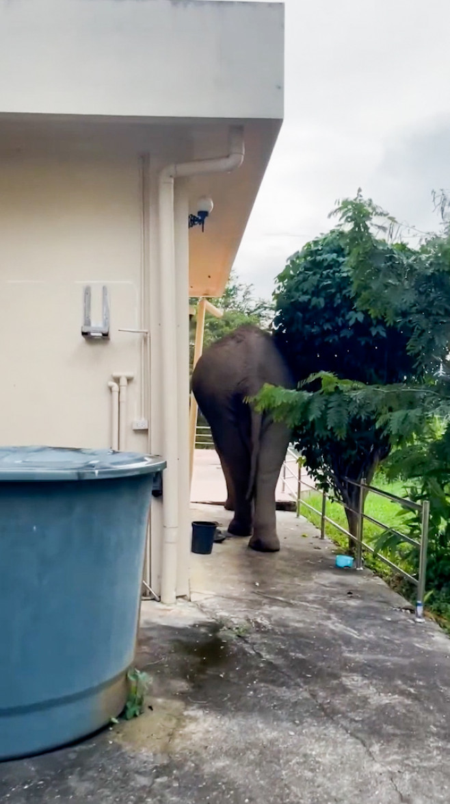 Wild elephant breaks into national park office to eat cat food in Thailand