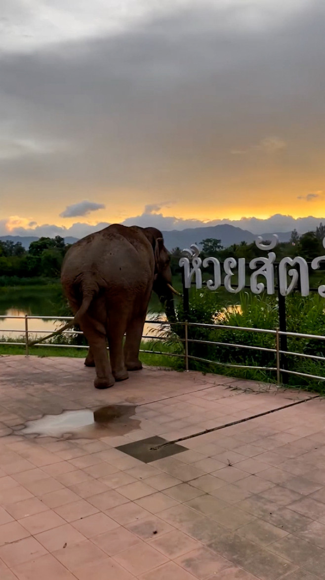 Wild elephant breaks into national park office to eat cat food in Thailand