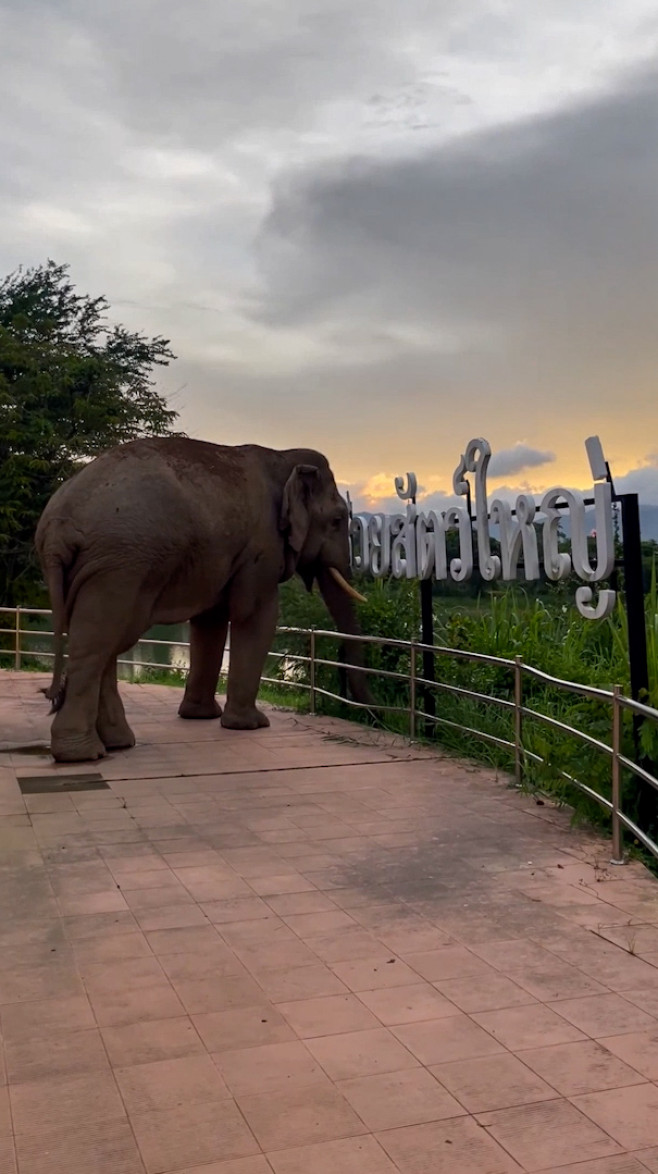 Wild elephant breaks into national park office to eat cat food in Thailand