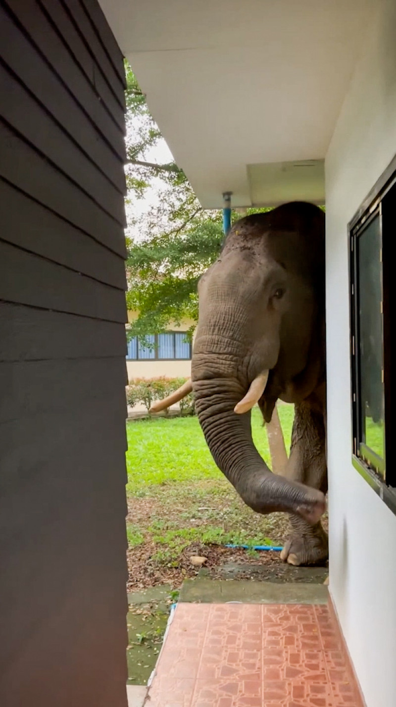 Wild elephant breaks into national park office to eat cat food in Thailand