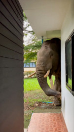 Wild elephant breaks into national park office to eat cat food in Thailand