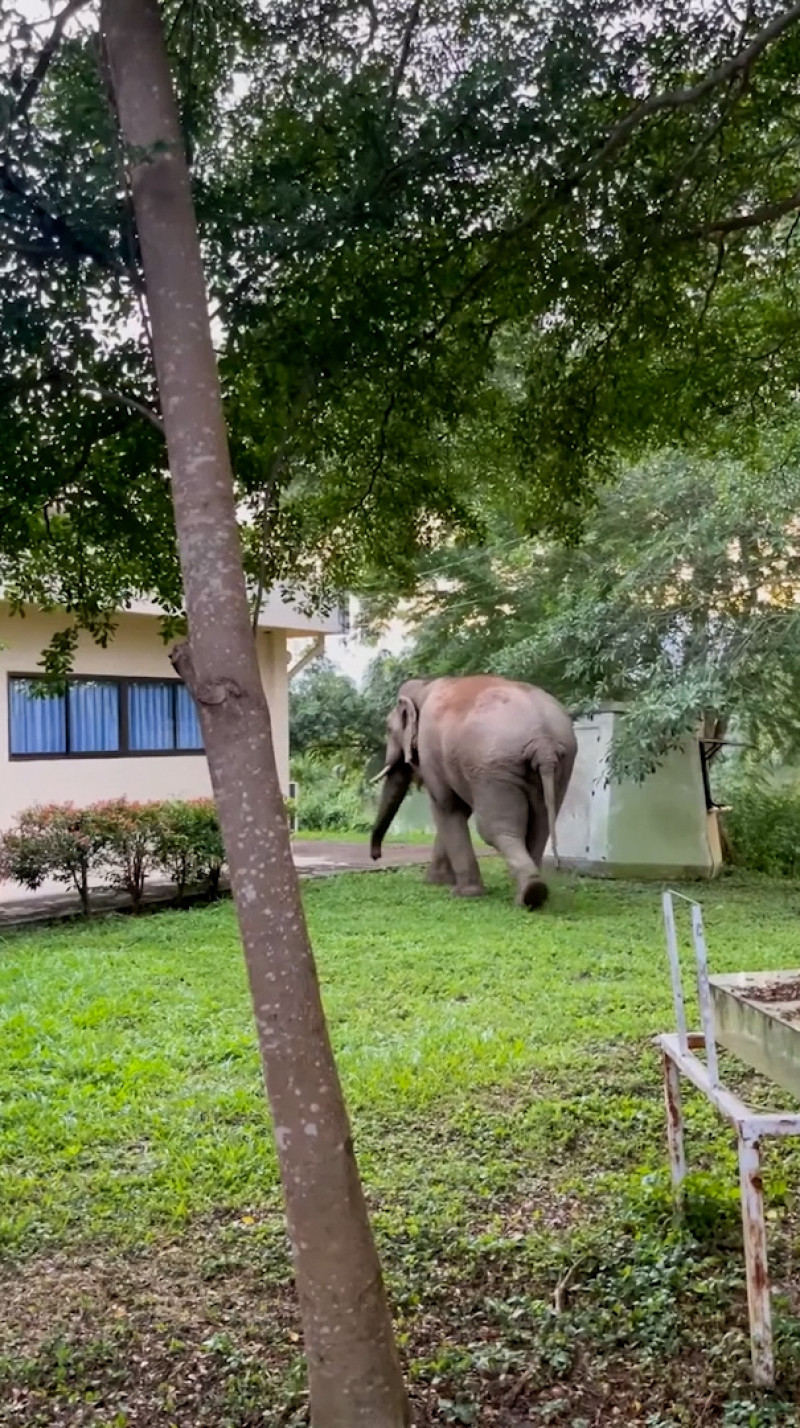 Wild elephant breaks into national park office to eat cat food in Thailand