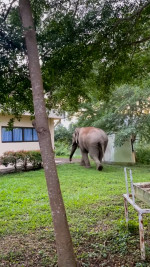 Wild elephant breaks into national park office to eat cat food in Thailand