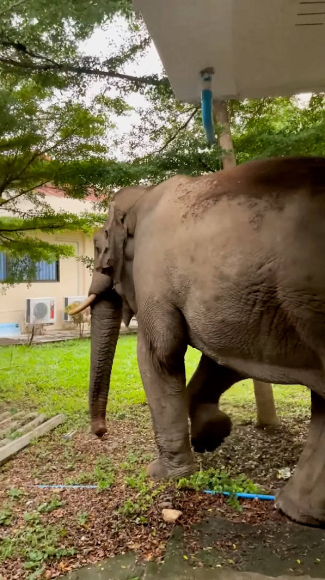 Wild elephant breaks into national park office to eat cat food in Thailand