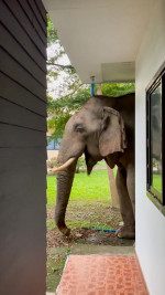 Wild elephant breaks into national park office to eat cat food in Thailand