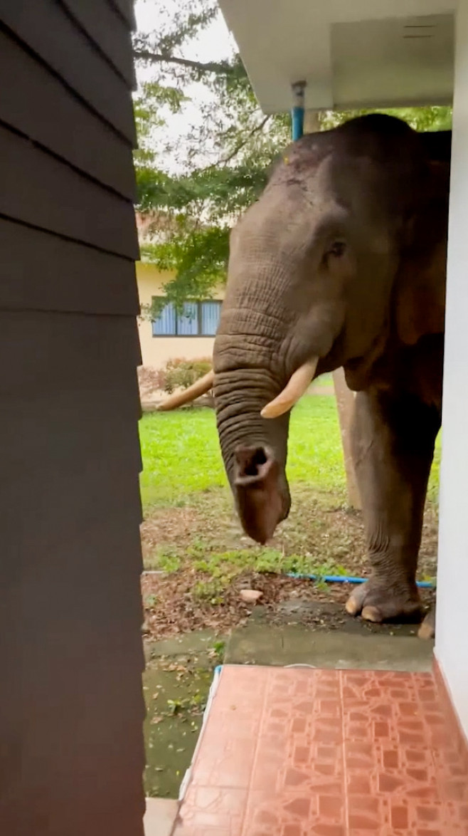 Wild elephant breaks into national park office to eat cat food in Thailand